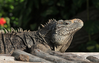 La iguana en Cuba presenta diferencias respecto a otras especies